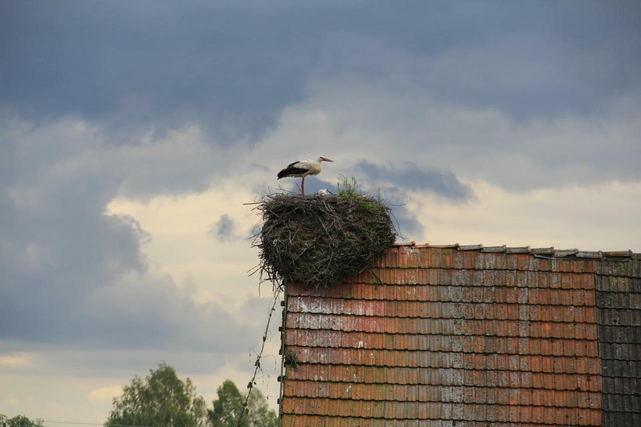 Willa Żubrowe Sioło Białowieża Zewnętrze zdjęcie