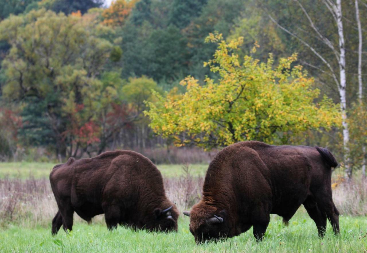 Willa Żubrowe Sioło Białowieża Zewnętrze zdjęcie