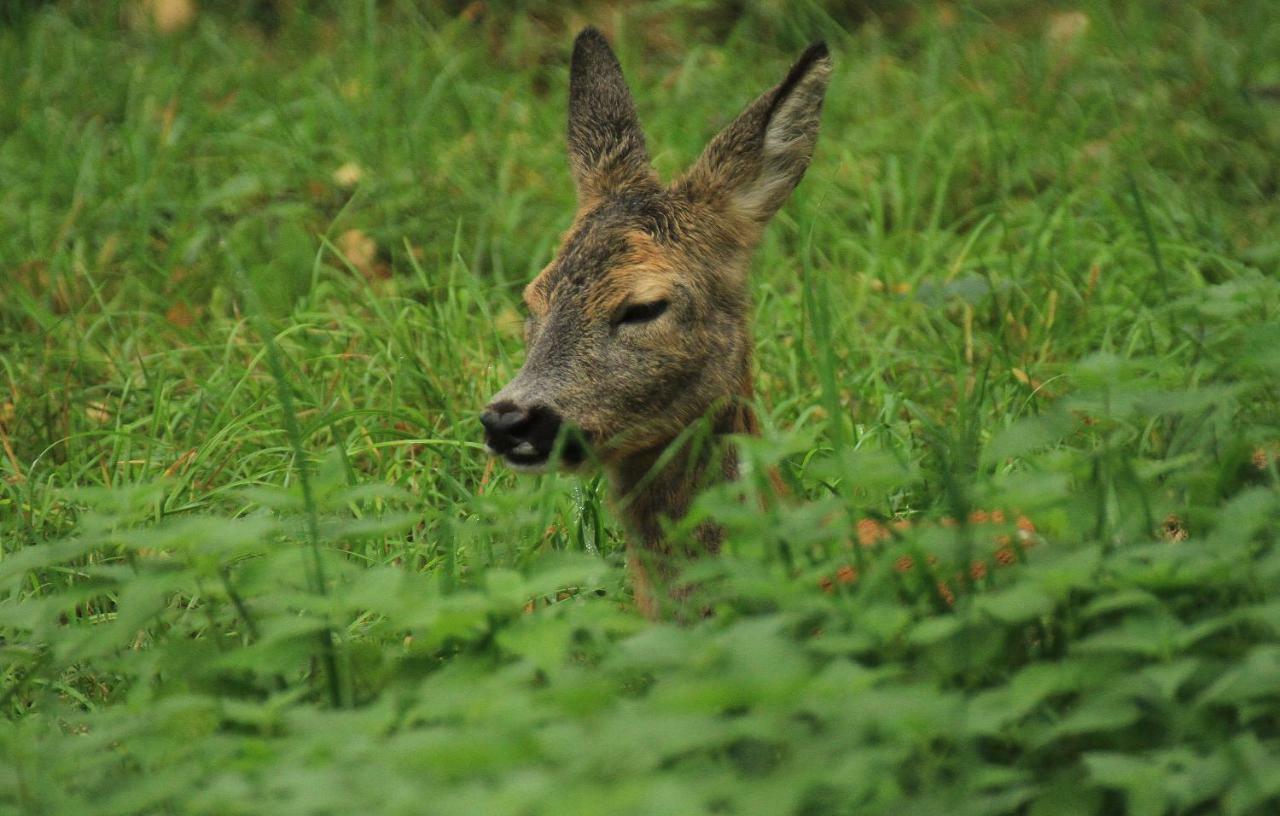 Willa Żubrowe Sioło Białowieża Zewnętrze zdjęcie